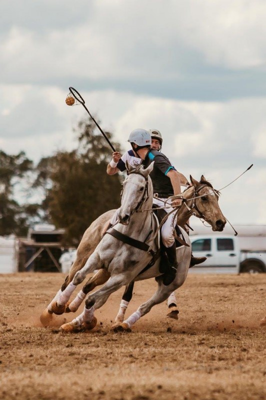 Incentive Australian Stock Horse Sale